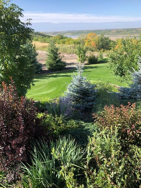 A Green Lawn With Variety of Shrubs