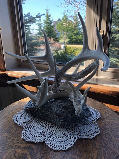A Table With White Antlers on a Coaster
