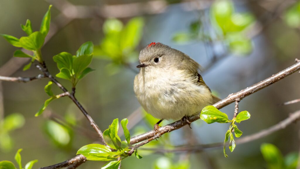 small canadian bird on tree branch