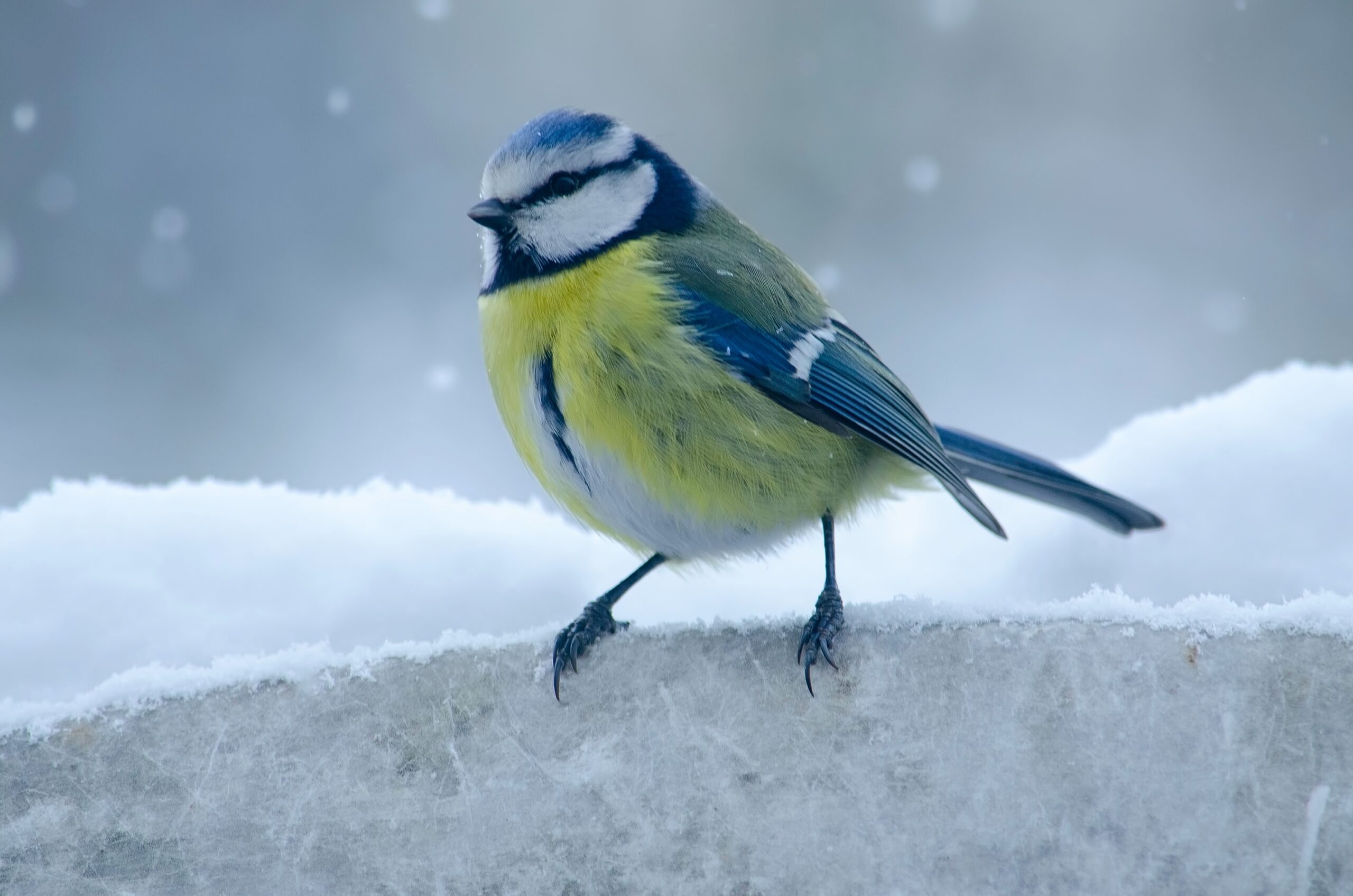 A Yellow and Blue Bird Standing on Snow