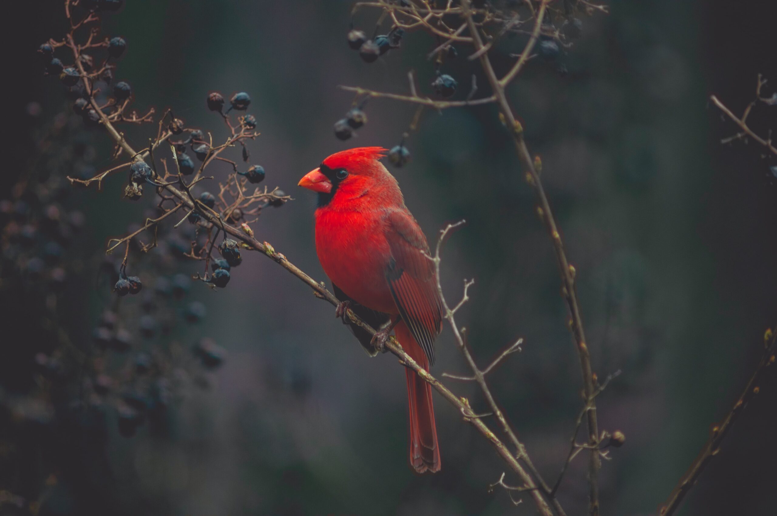 A Red Color Bird Sitting on a Dried Branch