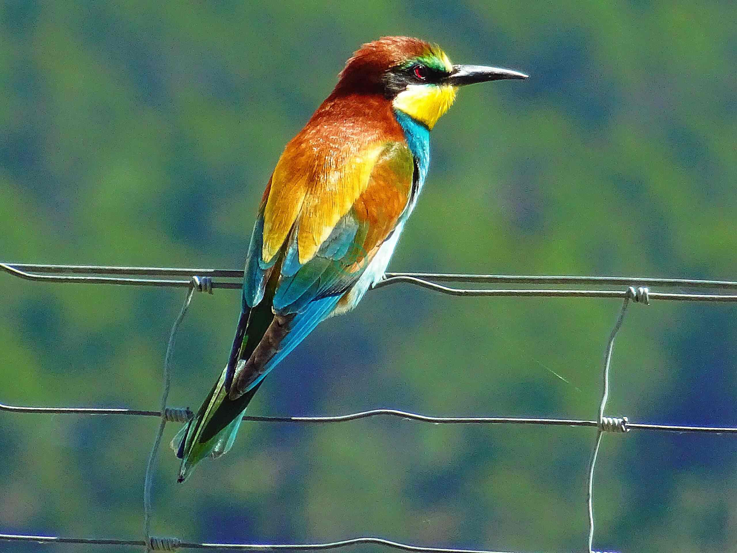 A Bird in Blue and Yellow Sitting on a Wire
